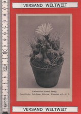 Otto Stoye: Echinocactus