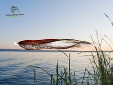 XL Profi-Streamer 25cm –