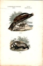 Antike Handkolorierte Lithographie Grafik 19 Jh. , Tiere