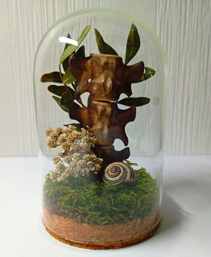 Terrarium glasglocke mit moos - mit,