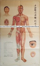 Akupunktur-Poster  Papier /  Acupunktur 106 x 65 cm / #1 DEKO