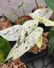 Sale1700 Philodendron