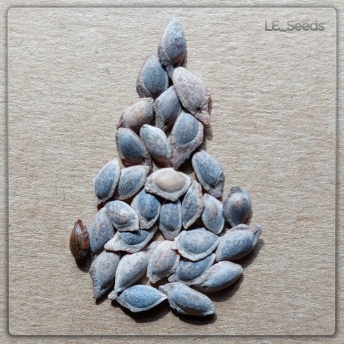 30x pinus wallichiana samen - samen,