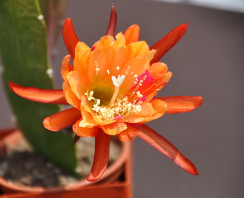 Epiphyllum hybride - epiphyllum,