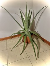 ✅ TOP ALOE VERA BARBADENSIS