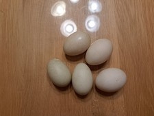 Bruteier Laufenten Enten, 5