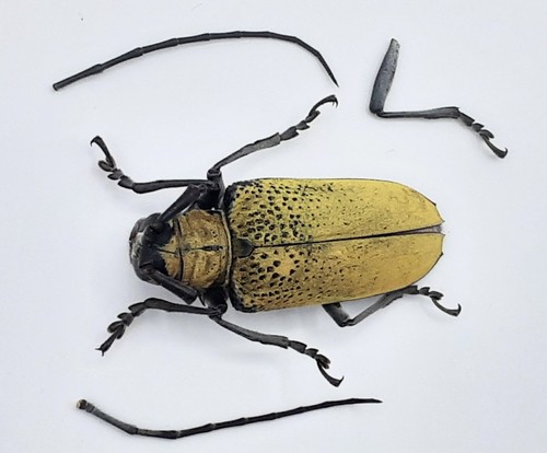 Cerambycidae cerosterna - cerambycidae,,