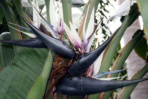 Strelitzia nicolai weiße - strelitzia,