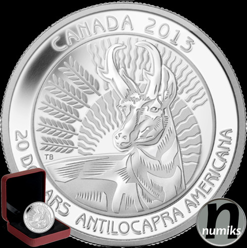 Gabelbock pronghorn 20 - gabelbock, 20$