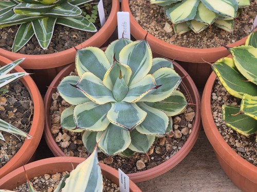 Agave potatorum baby - agave,