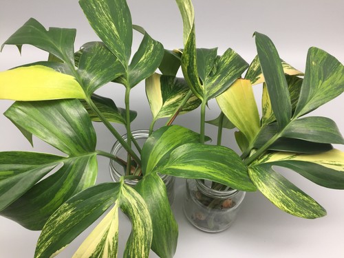 Schöne philodendron dragon - philodendron,