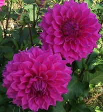 Dekorative Dahlie Elma Elisabeth  D20-25 H120 1 Wurzelstock.