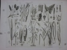 Orig. Stahlstich: Pflanzen -
