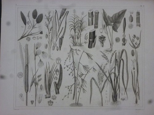 Orig stahlstich pflanzen - orig.,