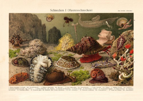 Schnecken meeresschnecken - schnecken, i.