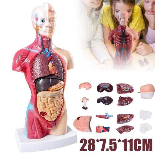 Human torso anatomie modell - human,