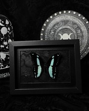 Echter Schmetterling Papillo Nireus in Bilderrahmen (Museumsglas)