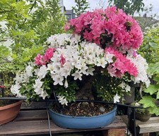 Bonsai - Jap. Satsuki Azalee ca. 45 Jahre 