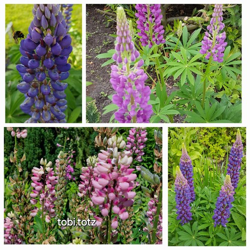 Samen lupine blau rosa - 75,