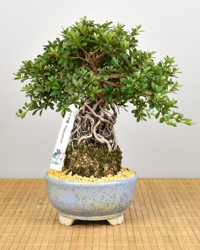 Bonsai outdoor satsuki azalee - outdoor,,