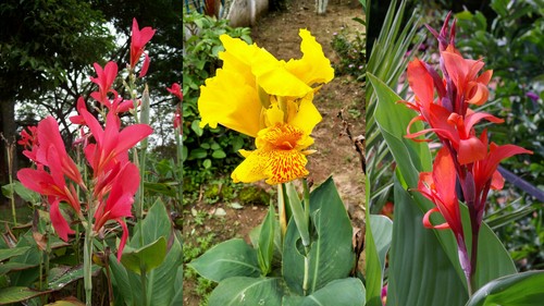 50 samen canna - 20,