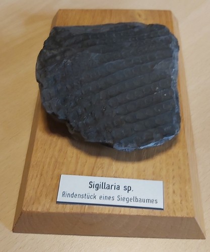 Sigillaria rindenstück - sigillaria, sp.