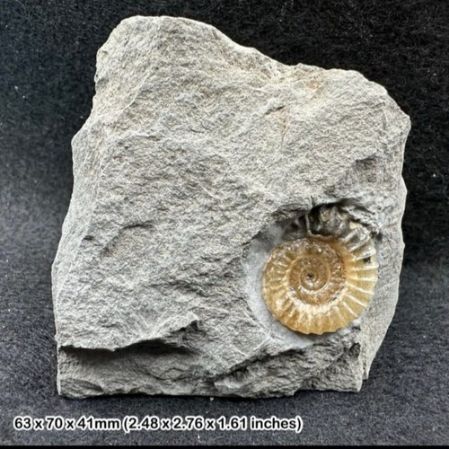 Seltener rare ammonit - rare,