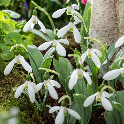 Galanthus blumenzwiebeln - galanthus,