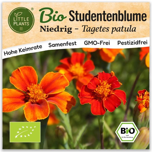 Studentenblume samen - studentenblume, (bio)