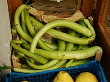 Kalebasse Serpente di Sicilia