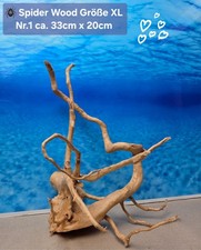 🪸 Moorkienwurzel-