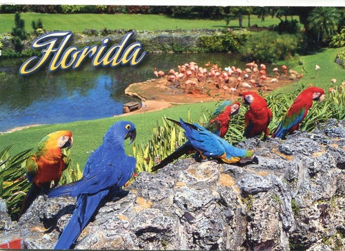 Alte postkarte florida - alte,