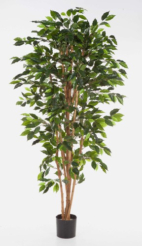 Artplants kunst ficus - artplants,