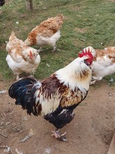 10 eier LACHSHÜHNER LACHSF