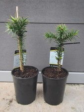 2x Araucaria araucana
