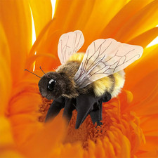 Folkmanis Honey Bee Puppet
