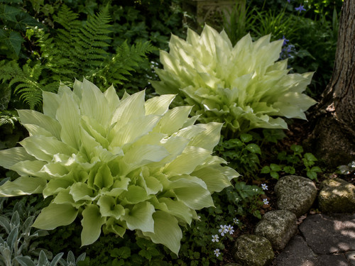 Sale3345 hosta white weiße - white,
