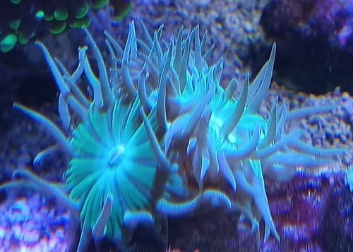 Meerwasser dekoration aquarium - dekoration,