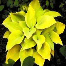 Funkie Hosta Zierblätter