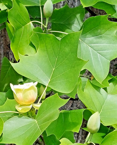 Gute samen großer garten - gute,