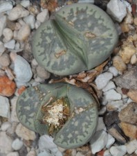 20 Samen von Lithops marmorata Polepsky Smaragd, erntefrisch aus 2025