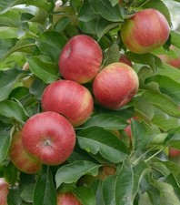 Säulenapfel `SonateⓈ´, 40-80cm im 5L-Topf