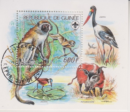 Wildtiere meerkatze guinea - wildtiere,