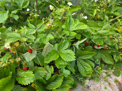 Montaserdbeeren erdbeeren obst - erdbeeren,