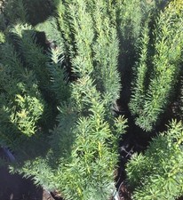 Schmale Säuleneibe - Eibe -Taxus baccata Fastigiata Robusta