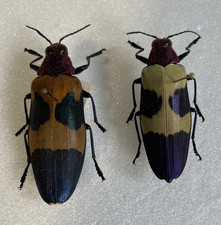 Entomologie*Coleoptera*Chrysoc