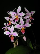 Phalaenopsis equestris 'Aparri'