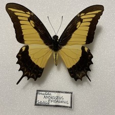 Entomologie*Papilio androgeus
