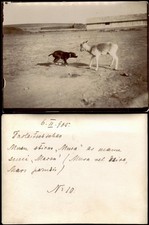 Foto .Russland Tiere am Grenzbahnhof - China 1905 Privatfoto Foto