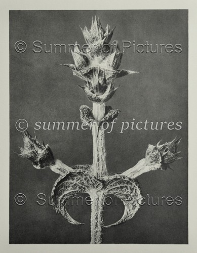 Karl blossfeldt 1928 - karl,